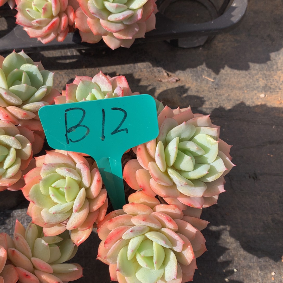 恋曲727727272727227