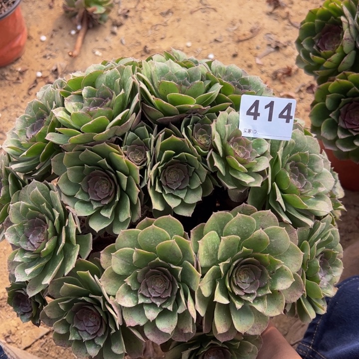 万圣节多肉植物414