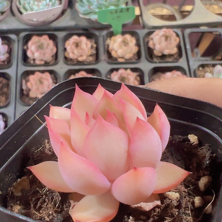 红色浪漫精品多肉植物