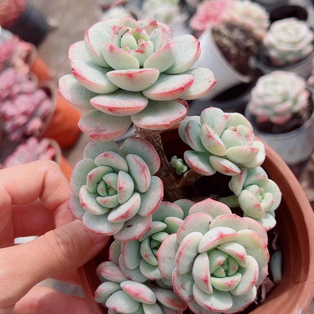 香草多头造型精品二盆