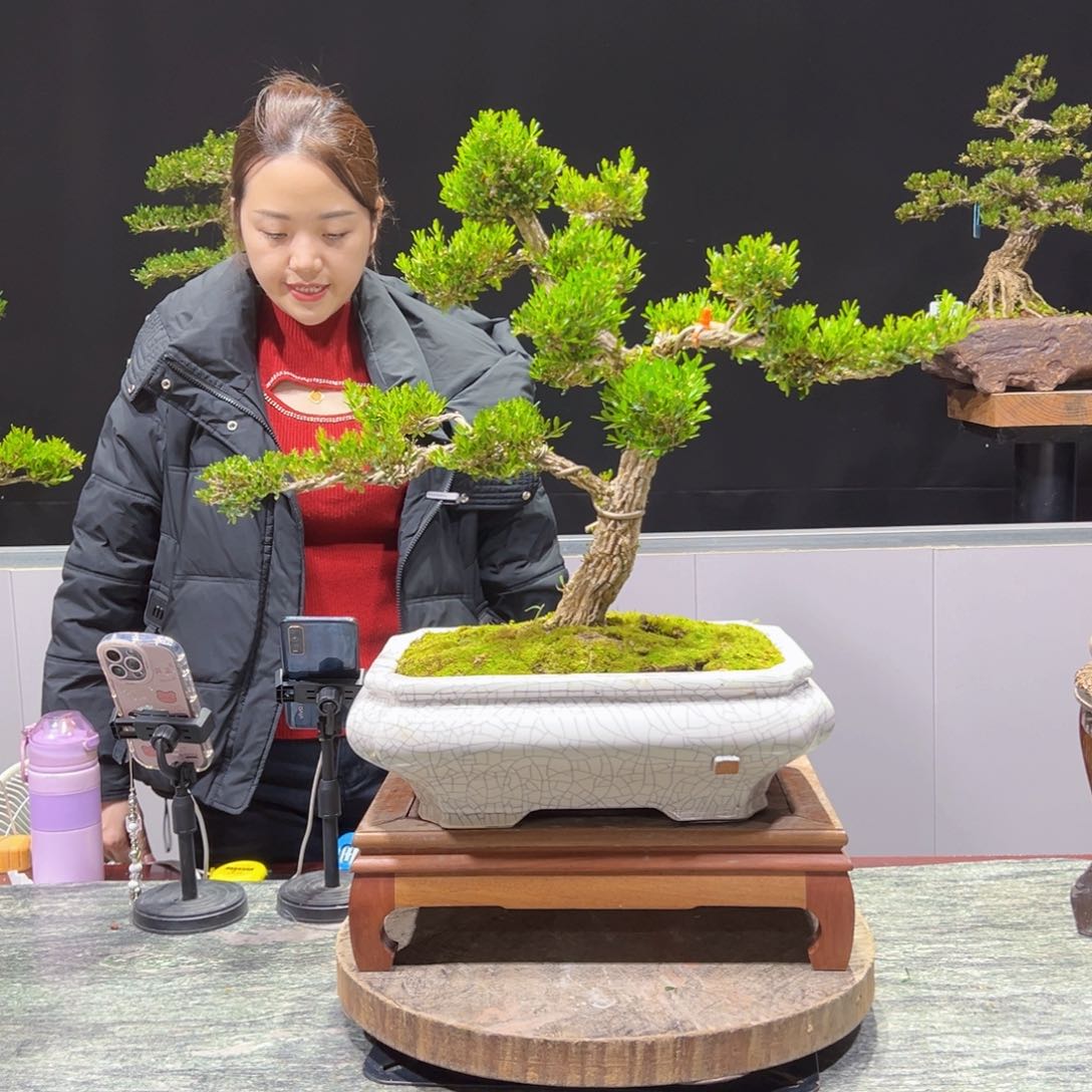 四季常青老桩黄杨盆景