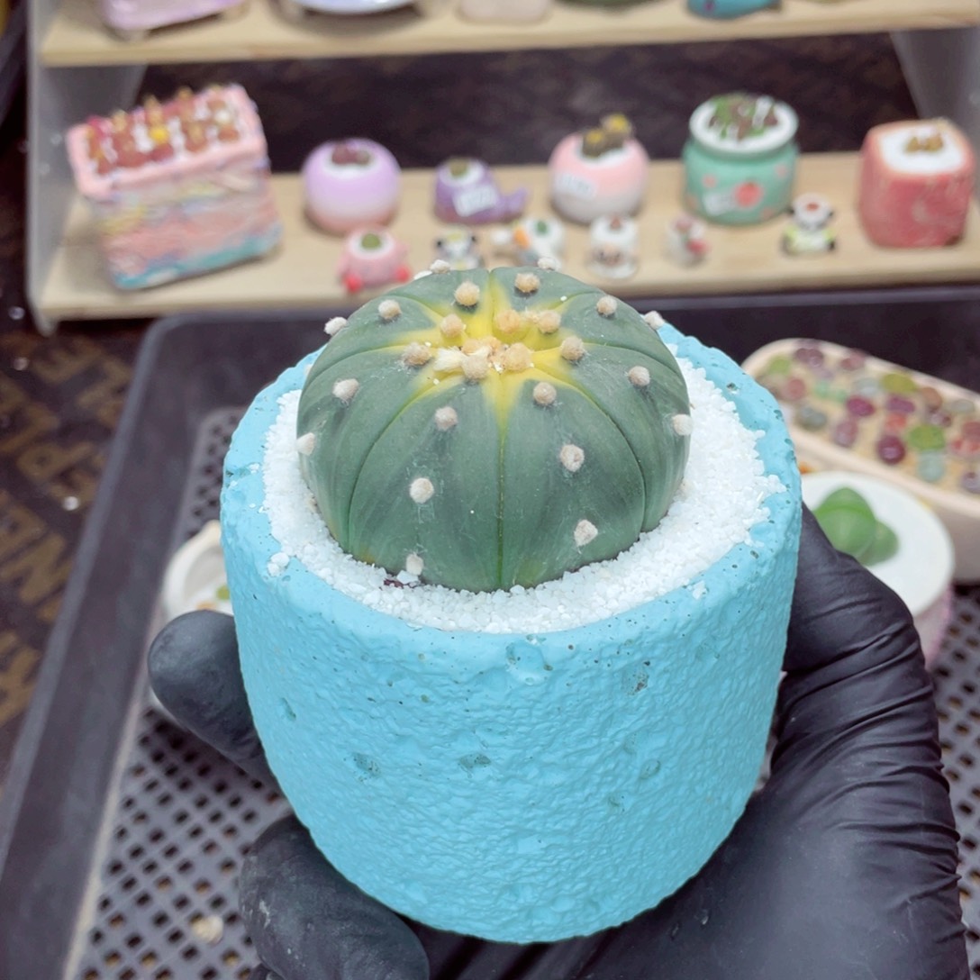 夜间零下地区拍保温箱w5014