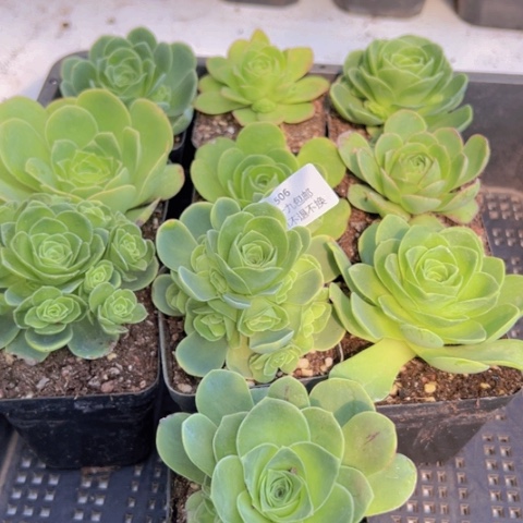 506 山地玫瑰基地福利