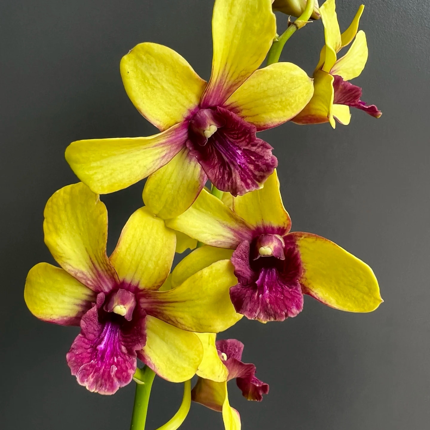 太阳神秋石斛兰室内养殖高级盆栽花期超长带花苞渐变花色好养好看