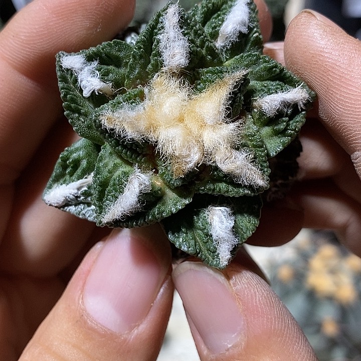 苗接辛顿牡丹。377号