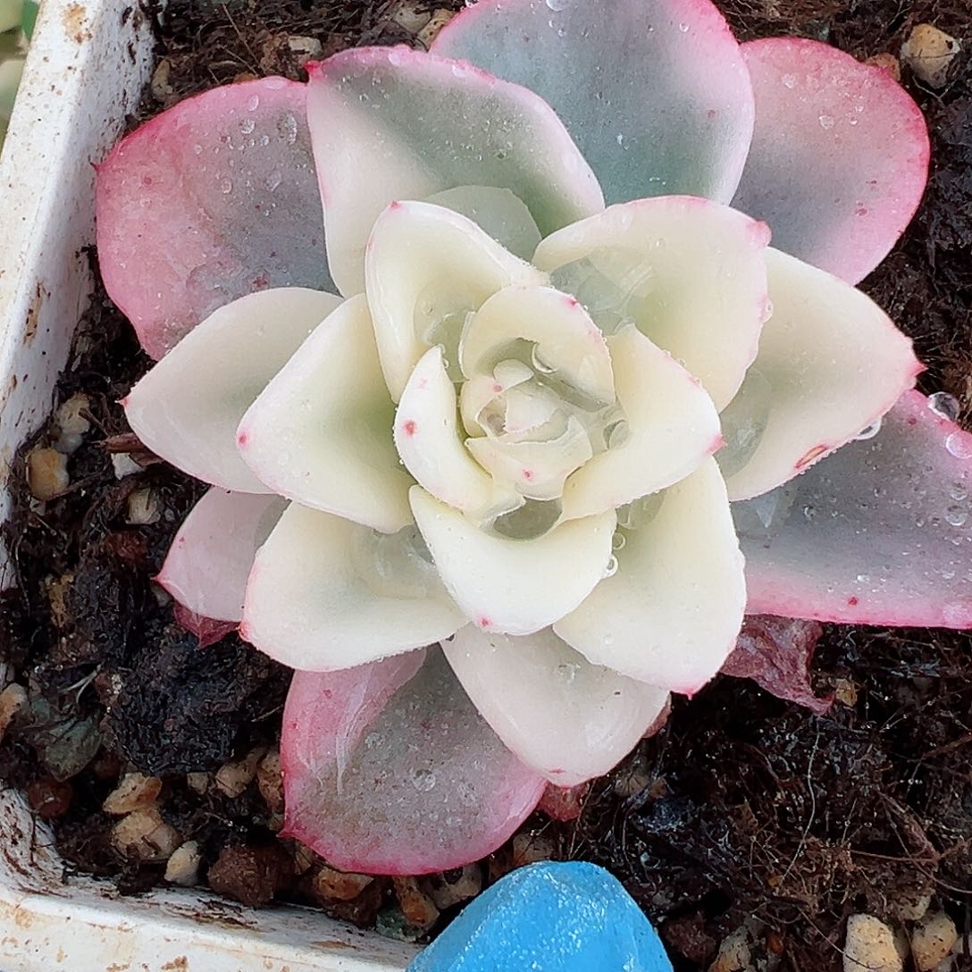 奶油黄桃锦，宽覆轮锦