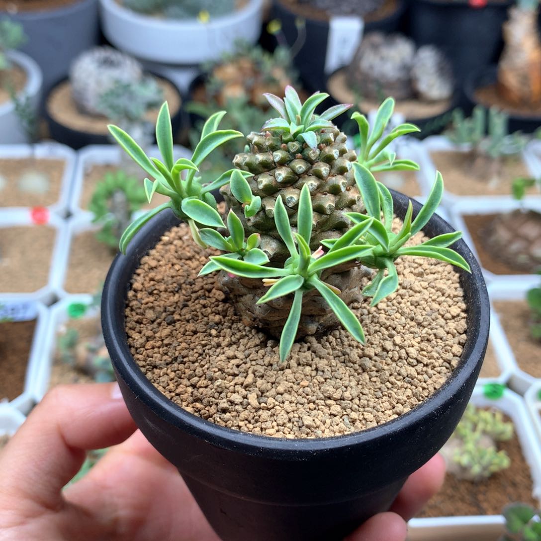 铁甲麒麟带盆多肉