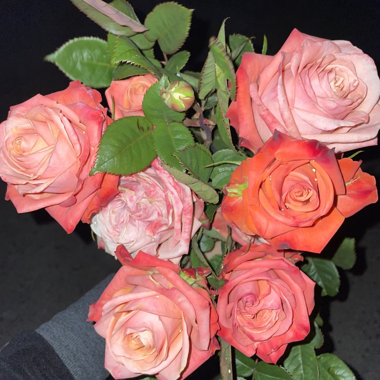 美式咖啡根接苗匠人月季鲜花玫瑰花四季开花阳台盆栽植物基地直发