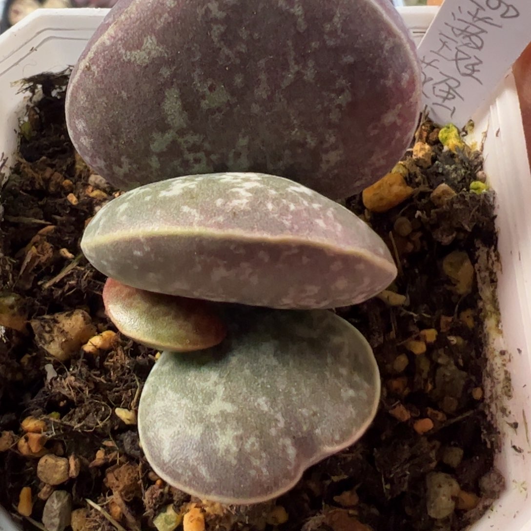 满斑花蛋多肉植物水泡