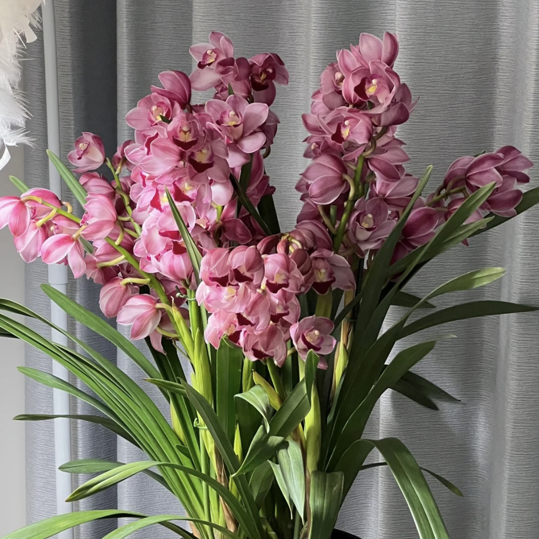 【201】大花蕙兰盆栽室内花卉好养