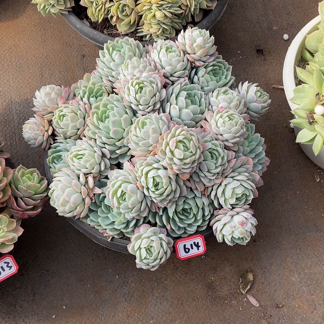 614冰玫 一物一拍多肉