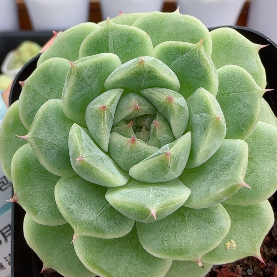 花语逸镜0827-105