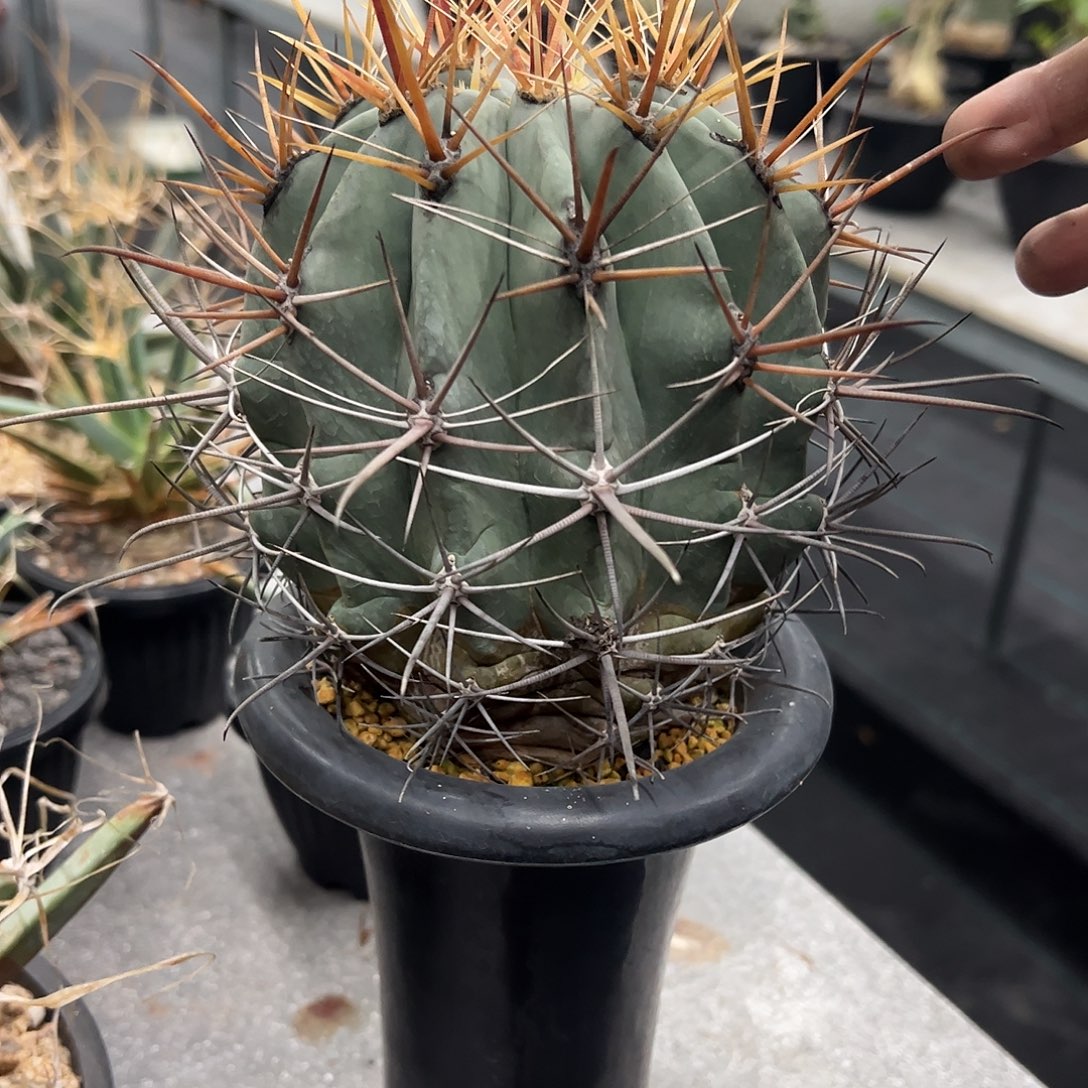 W****大刺球66668888888