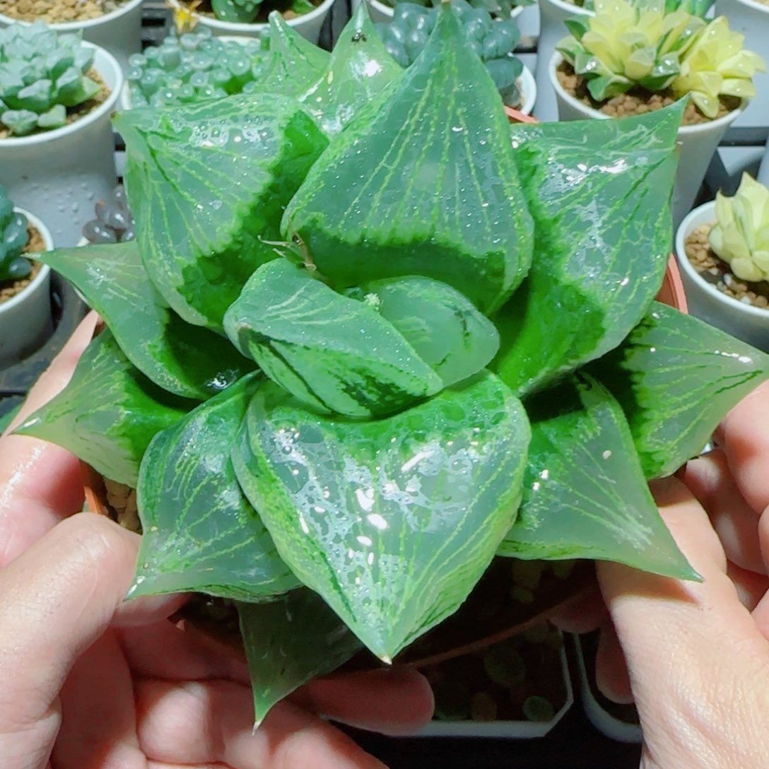 超大号绿胖子多肉