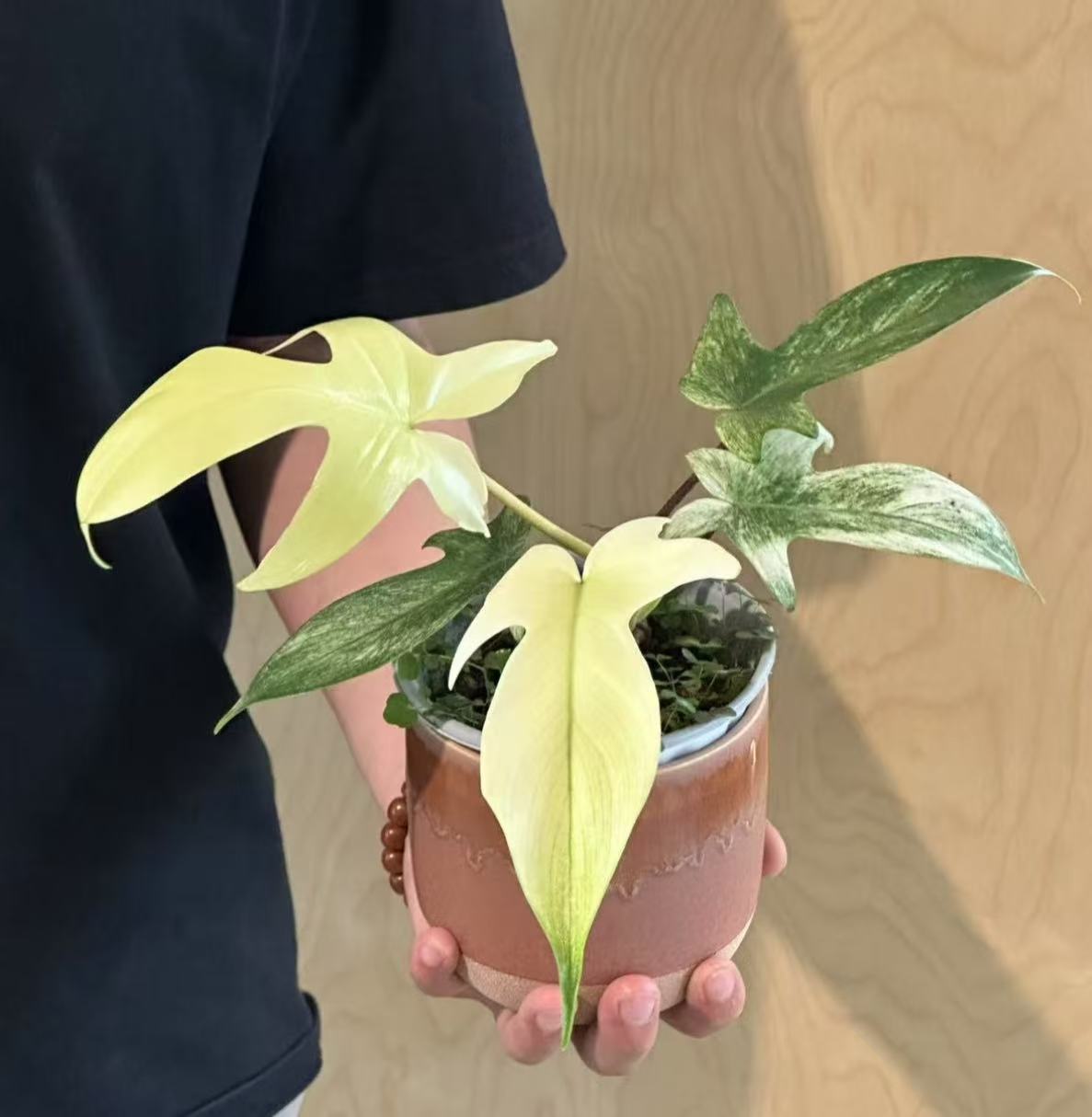 【幽灵飞机蔓绿绒】原盆原土室内高端好养观叶绿植