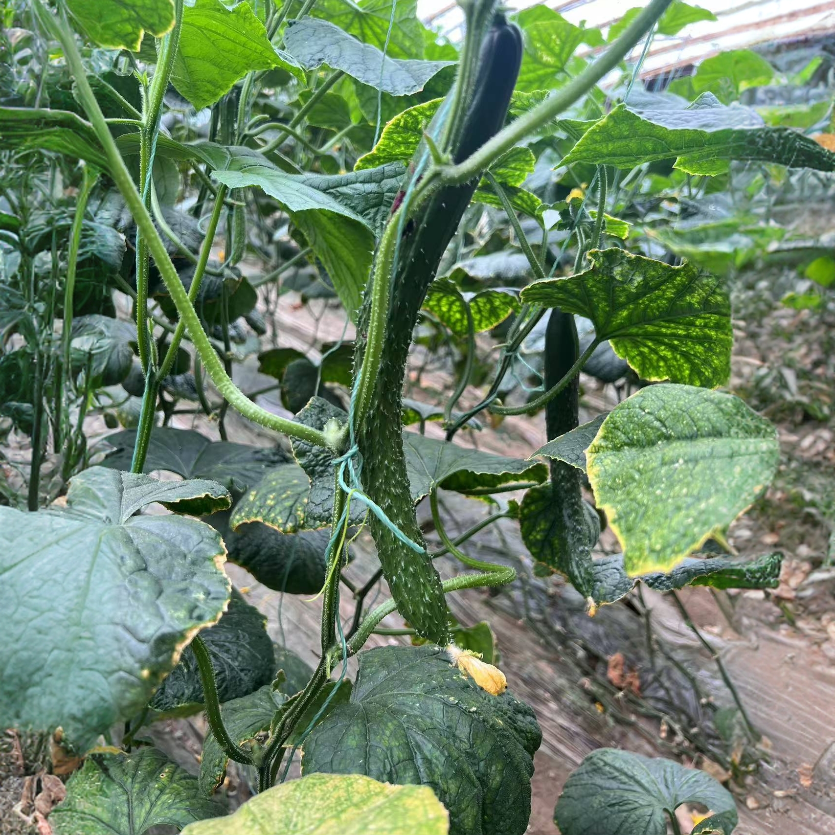 永清特产绿瓢新鲜0化肥0农残0激素水果小南瓜黄瓜