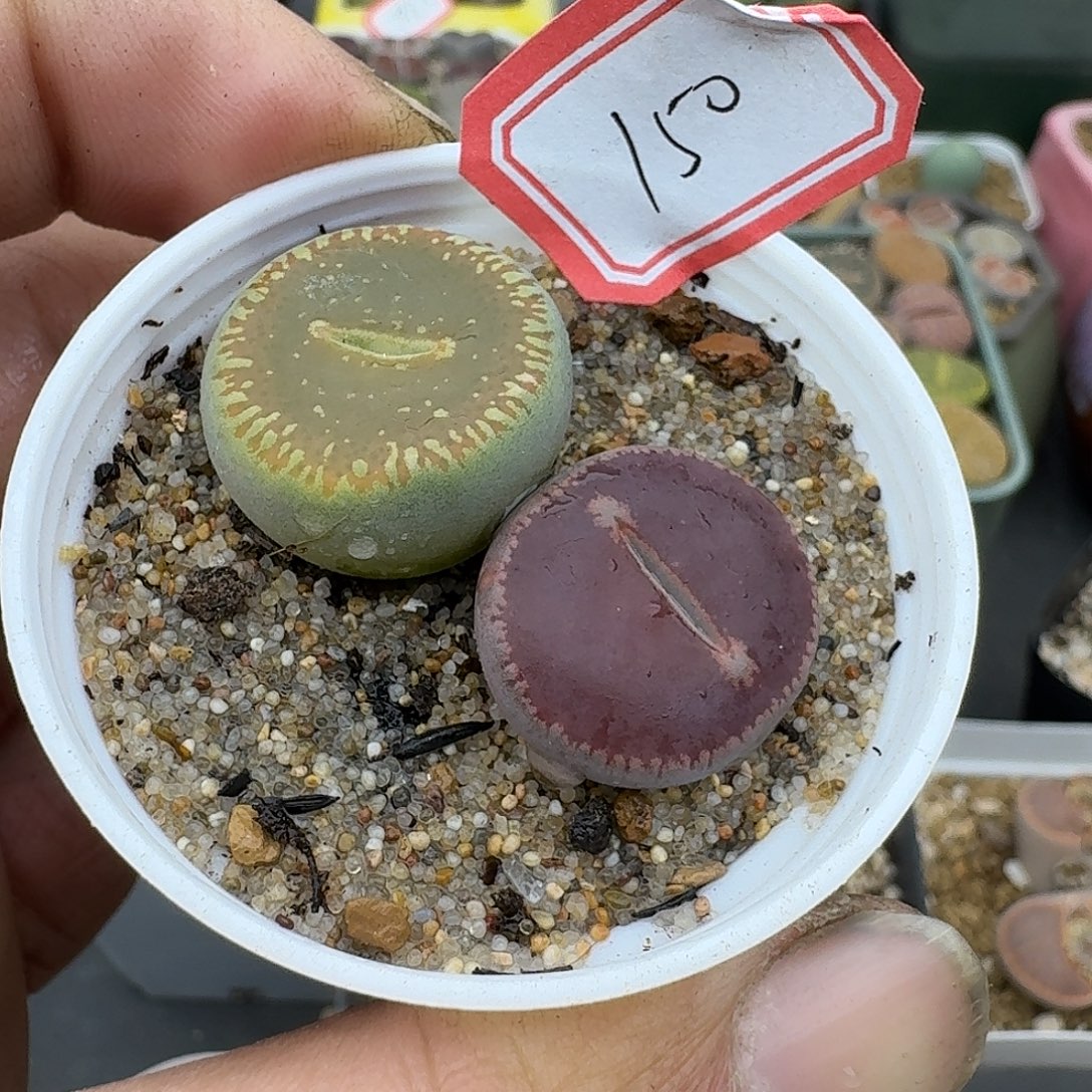 150多肉哈哈哈哈哈哈哈哈