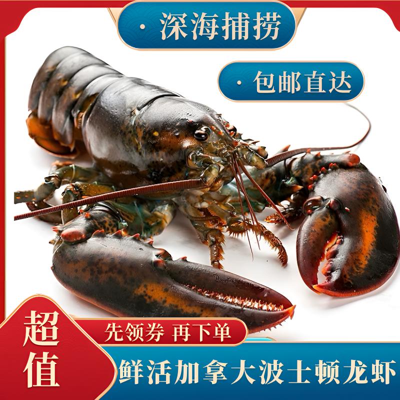 鲜活到家深海特大波龙龙虾海鲜小青龙送礼宴请1-10斤一只帝王蟹