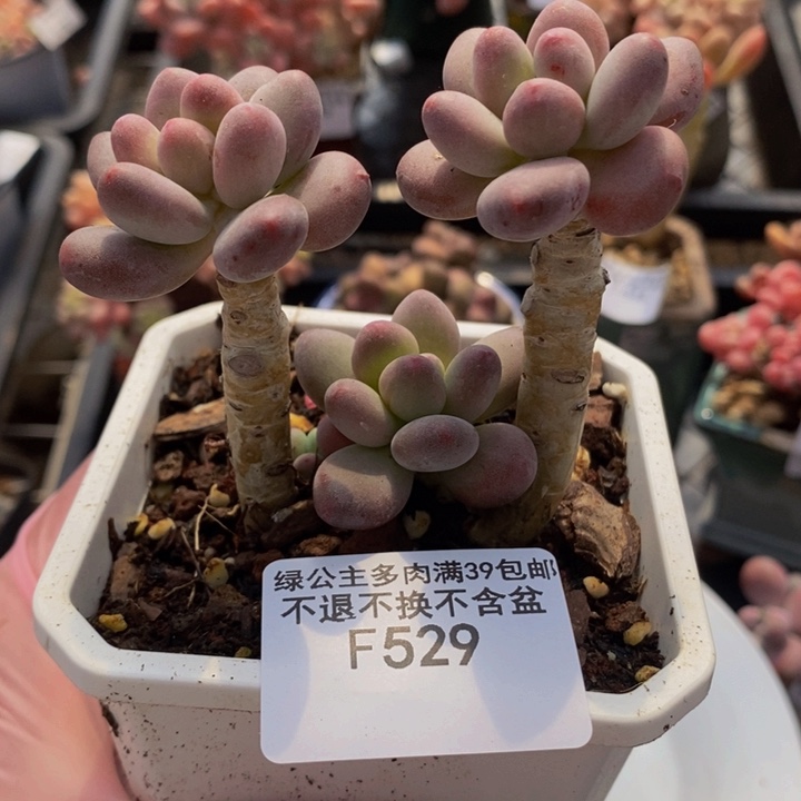 一代苹果奶老桩529多肉植物