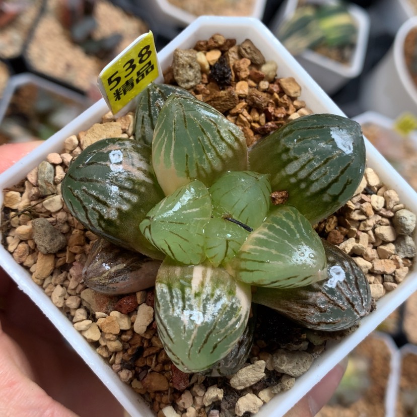 【闪购商品】538玉潭