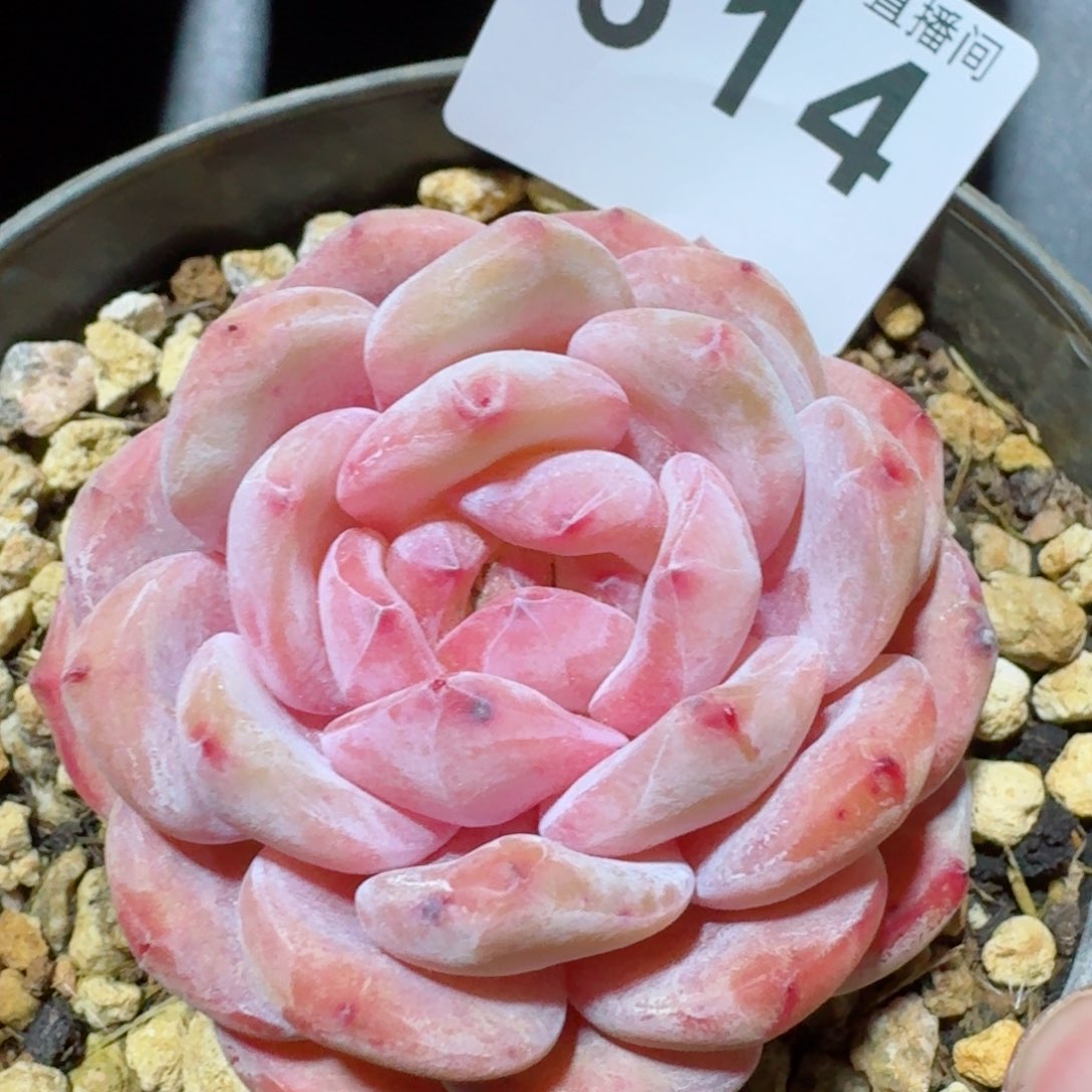 雪天使         精品多肉