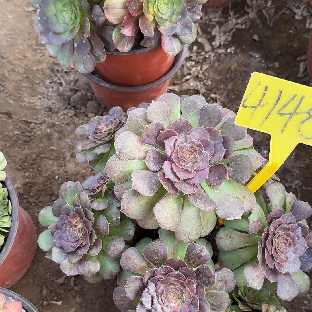 4148---海王七彩多头