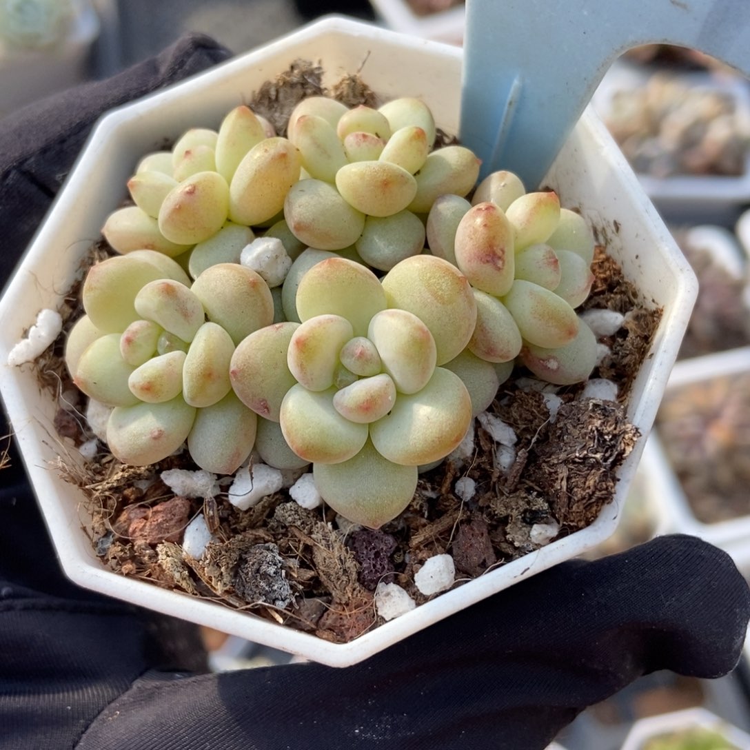 6079阳光玫瑰多肉植物