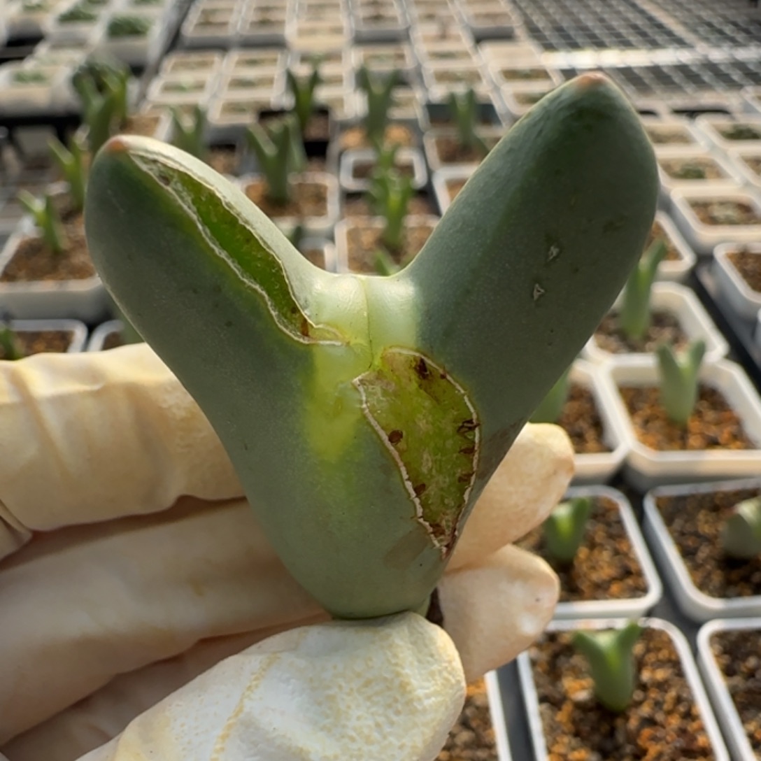 小***唧12-7当天满48包邮大嘴将