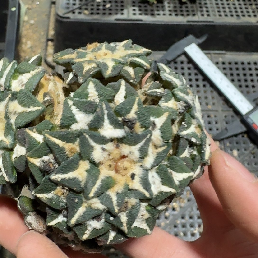 227号仙人球萝卜根