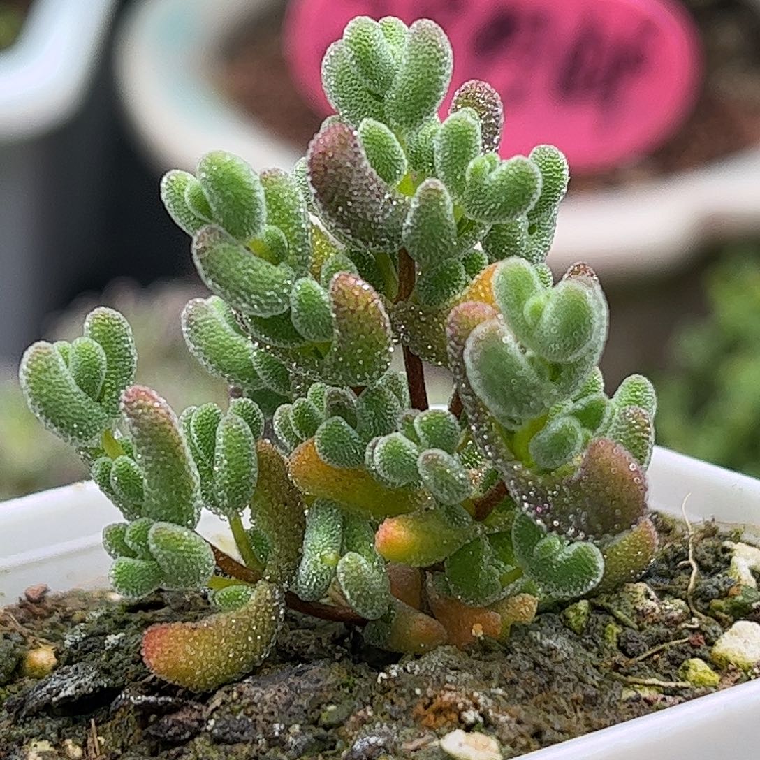 实生莱斯枝干番杏