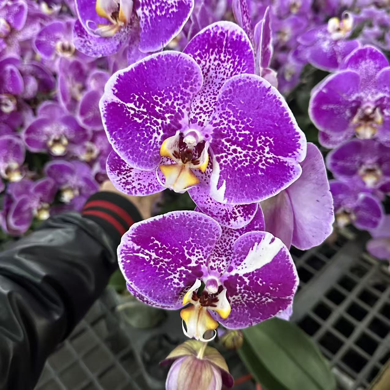 蝴蝶兰【麒麟】大花  室内花花 广州基地直发