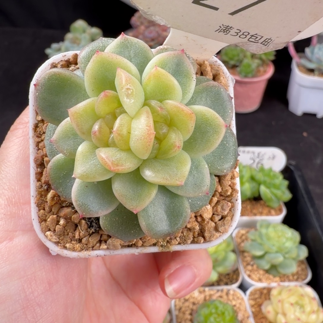 云间双心福利27号