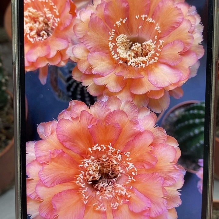 彩草心舞带根4.5公分左右