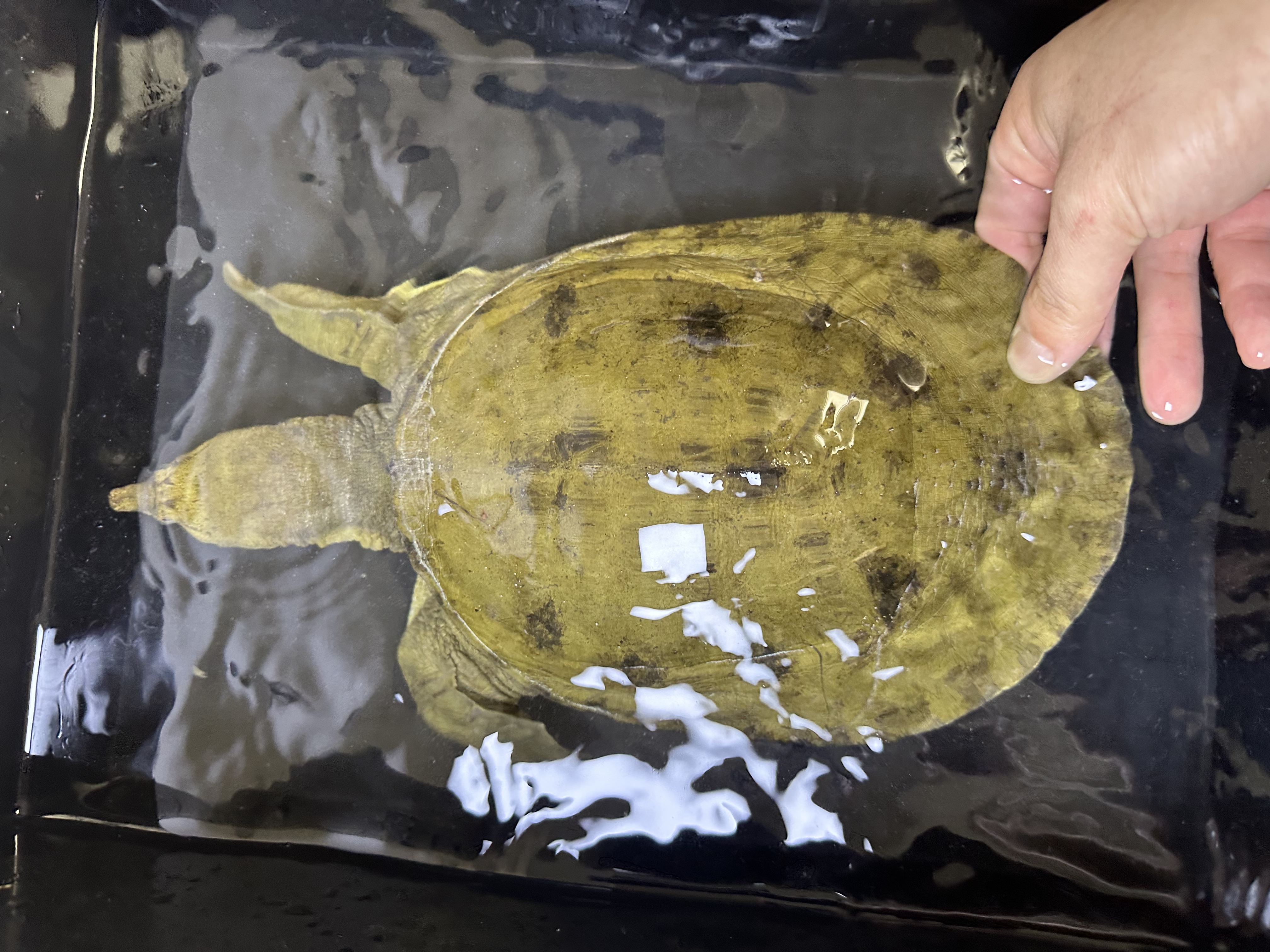 纯天然土甲鱼 山区货 溪流甲（直播间称重改价）