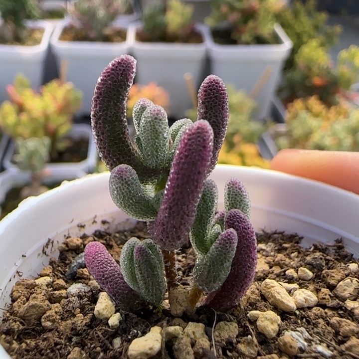 255-超紫植物枝干