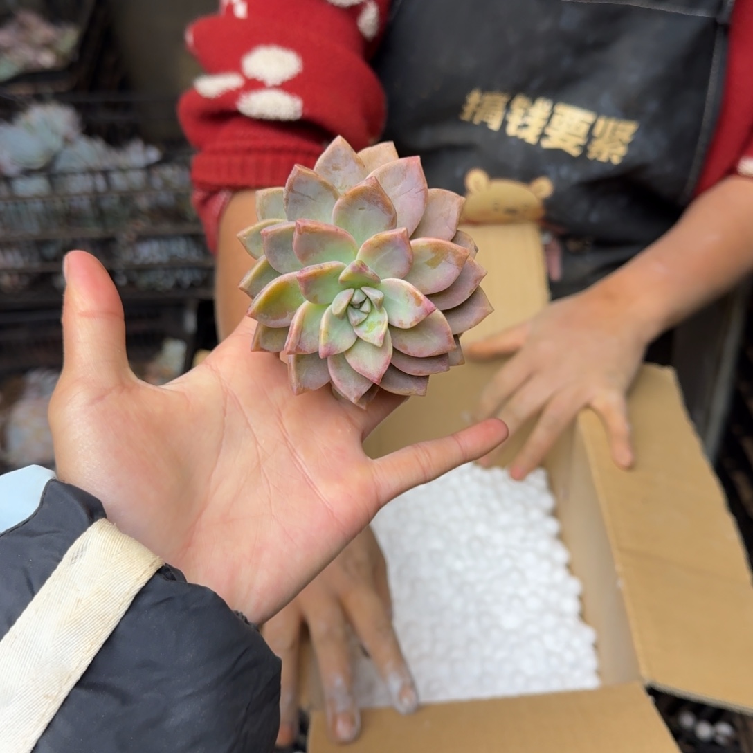 多肉砍头箱装 不包损16米