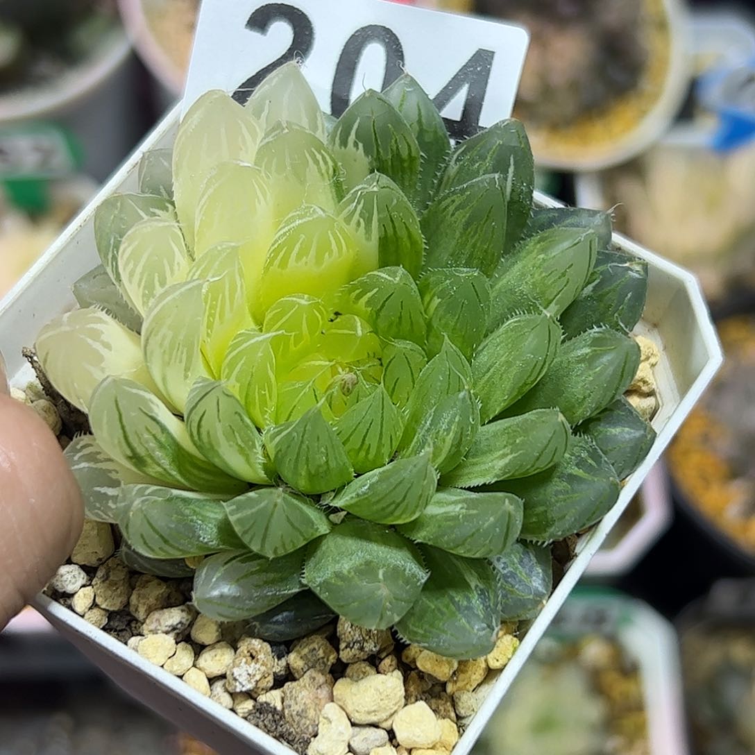 花蝴蝶锦十二卷多肉植物