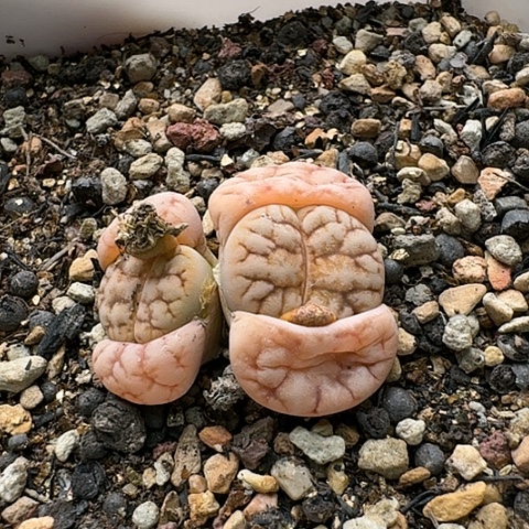 3743，261，荒玉双头带盆