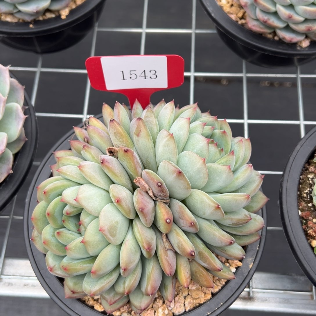 暖*。1543肉多肉少肉多