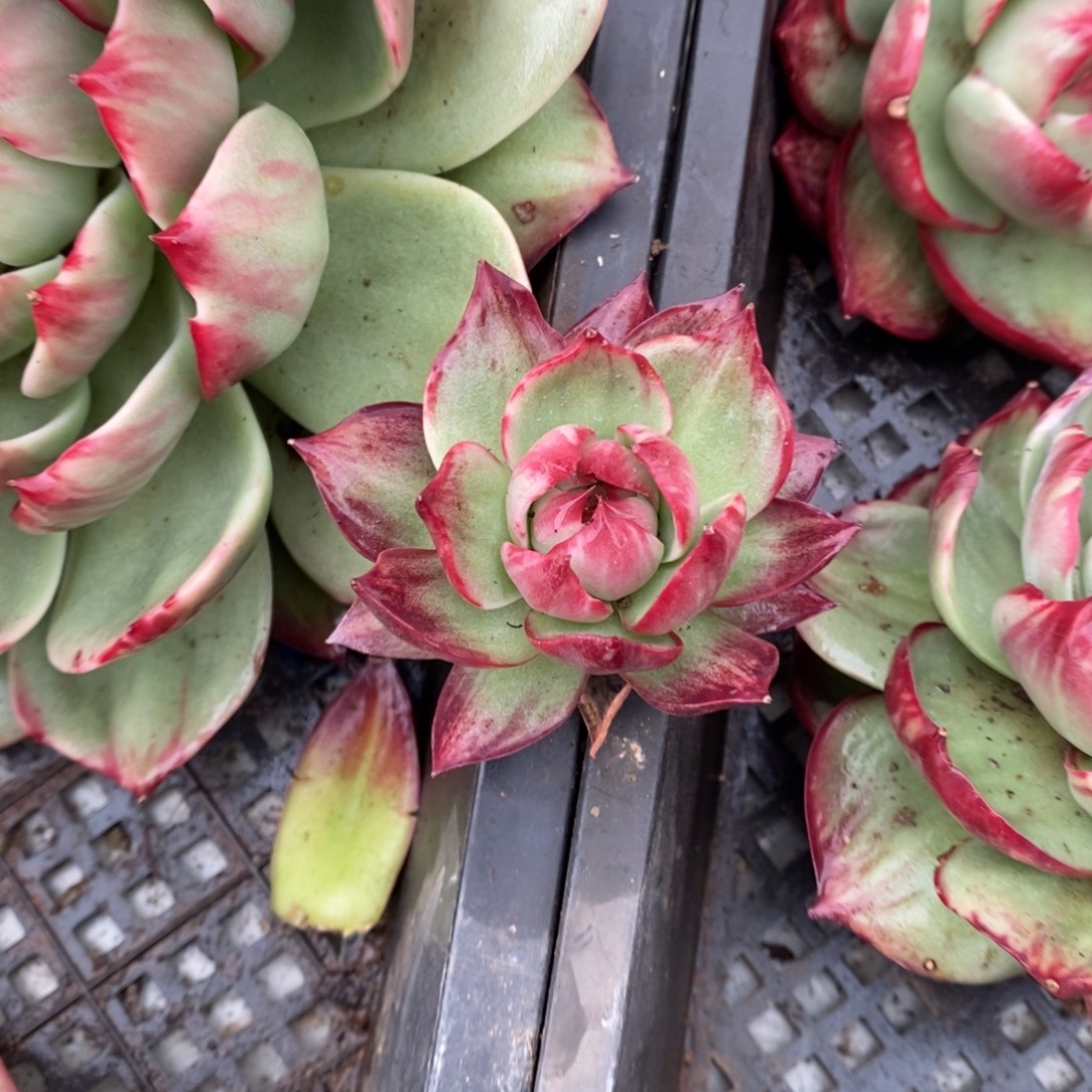 ◍***ᐟ         25。         