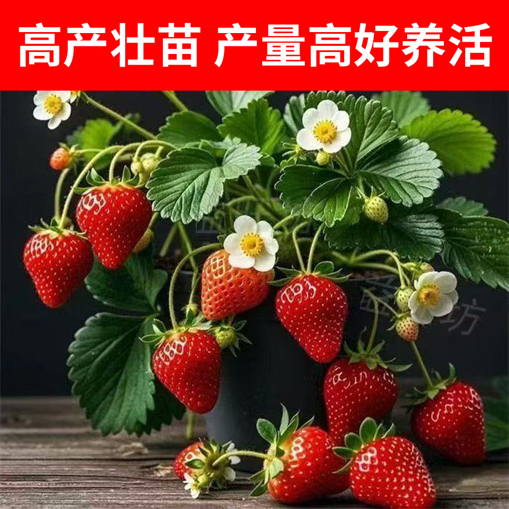 大盆草莓盆栽艳丽章姬红颜香野梦之莹妙七原盆原土发货盆口17厘米