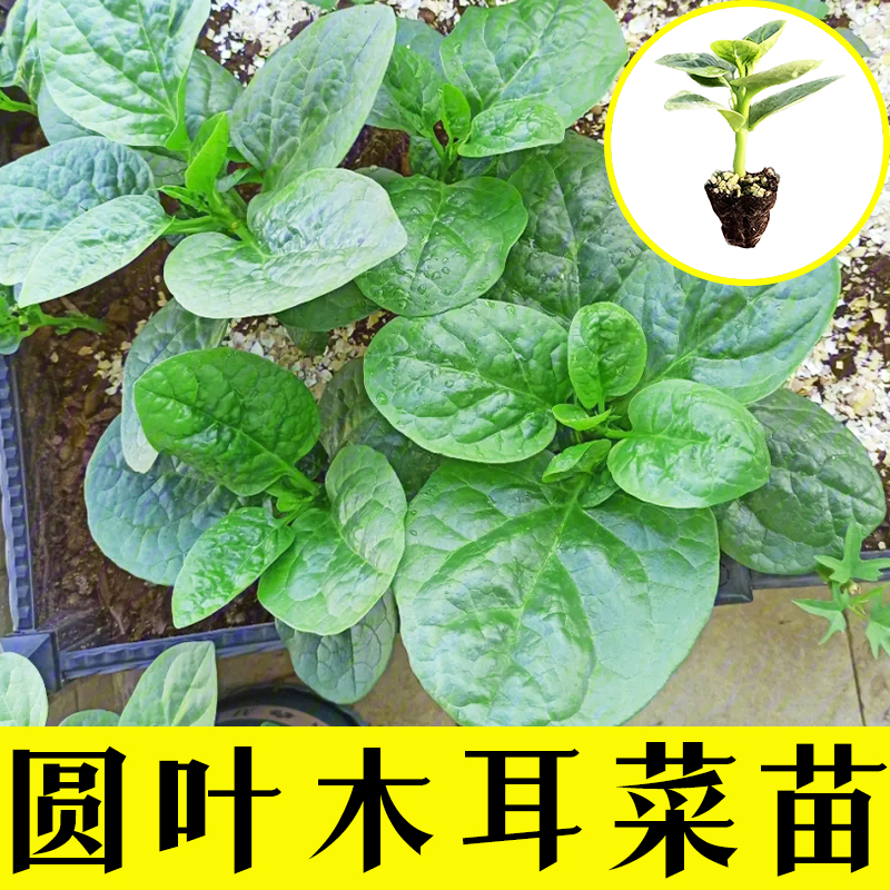 大叶木耳菜种苗高产豆腐菜四季可在阳台花盆泡沫箱种植盆栽蔬菜