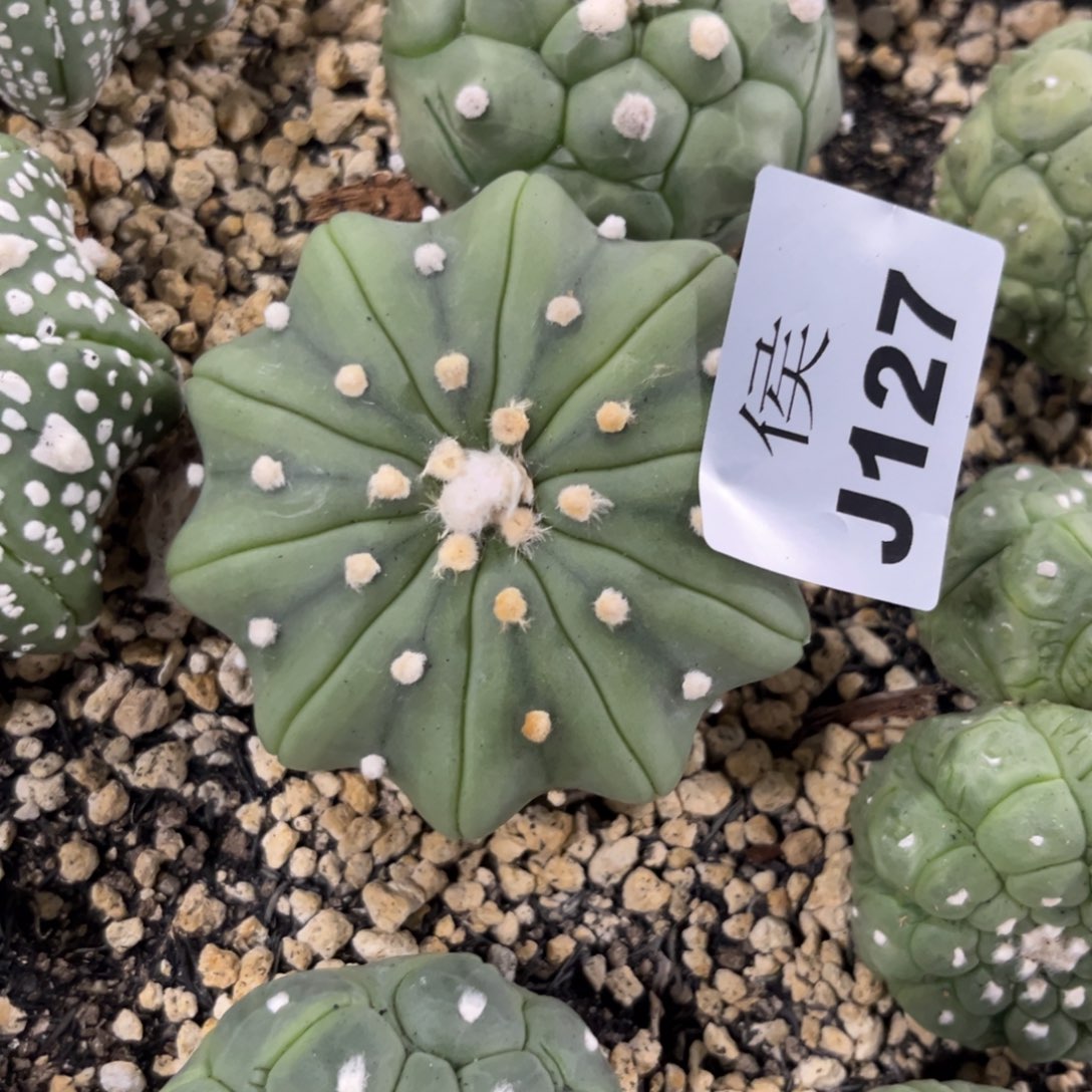 流***者127实生泰系兜多肉植物