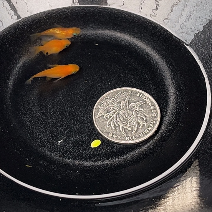 青鳉鱼球体3个62号