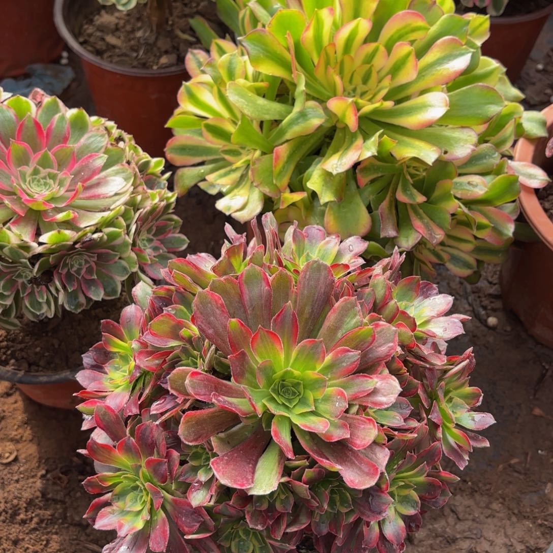 安娜法师12.8多肉植物