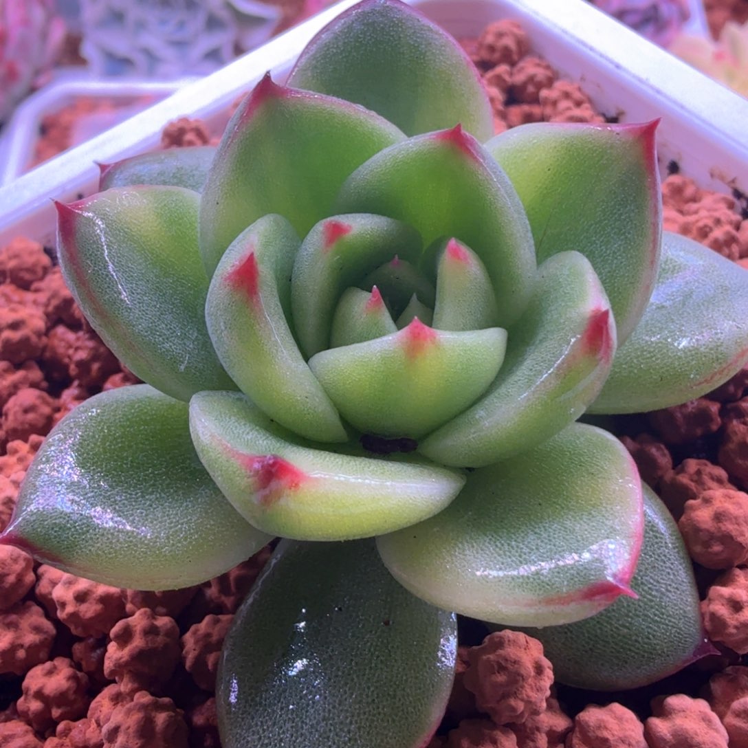 月亮石锦 多肉植物