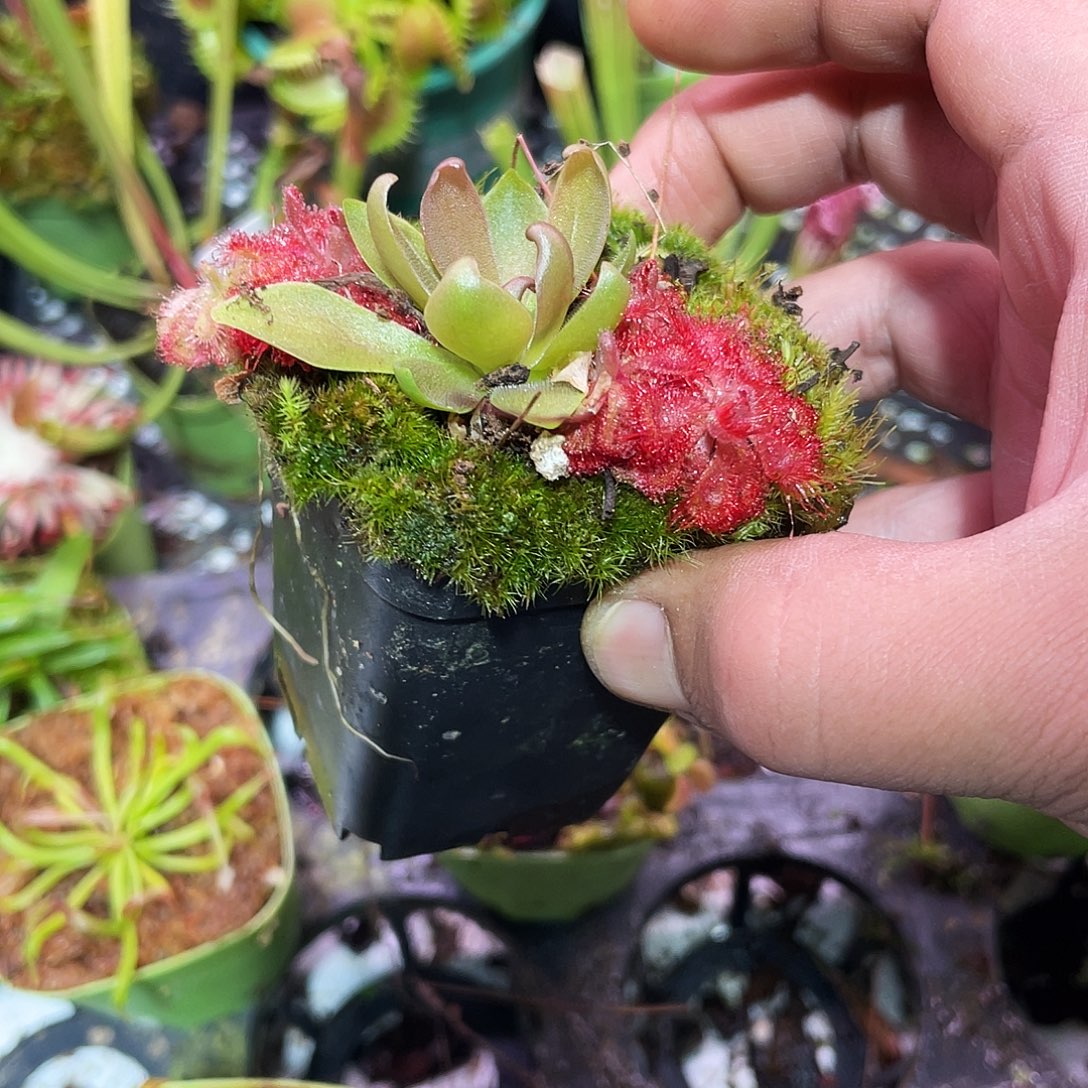 完全开放马尔恰诺