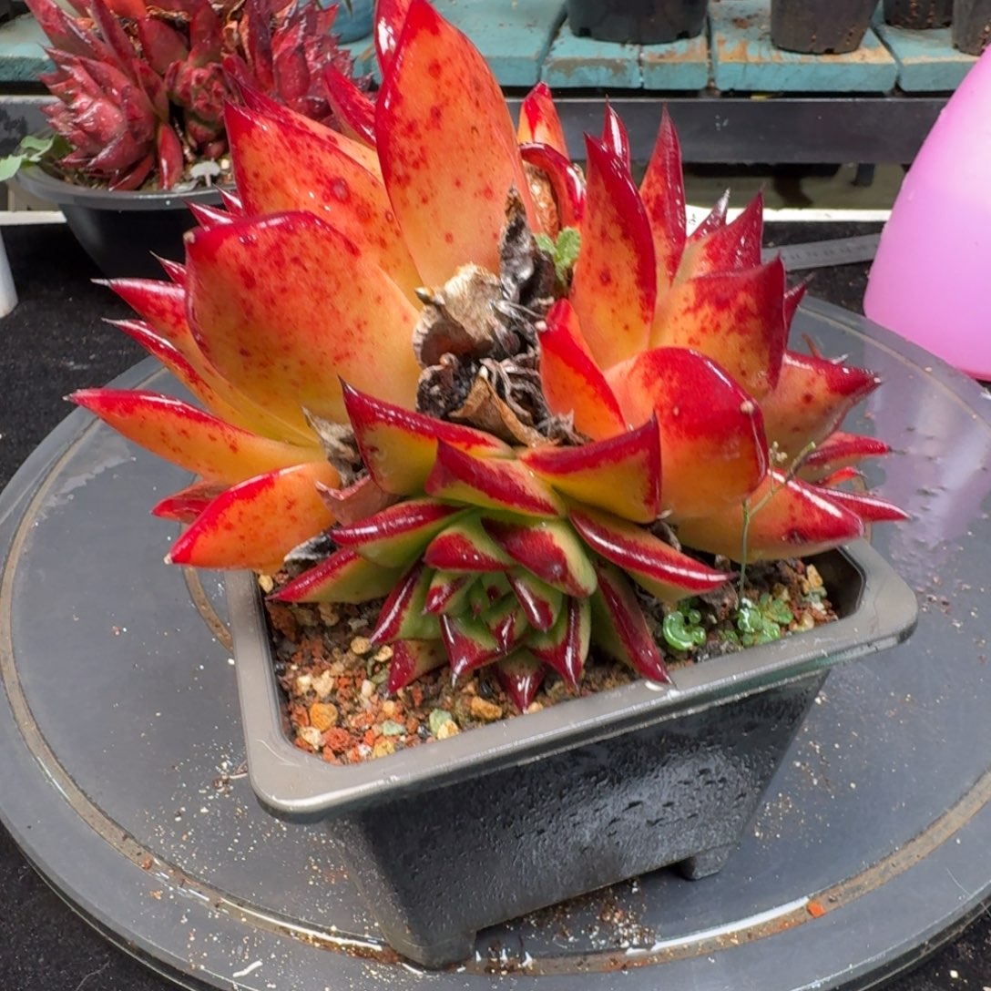 从前慢多肉精选编号1218.360