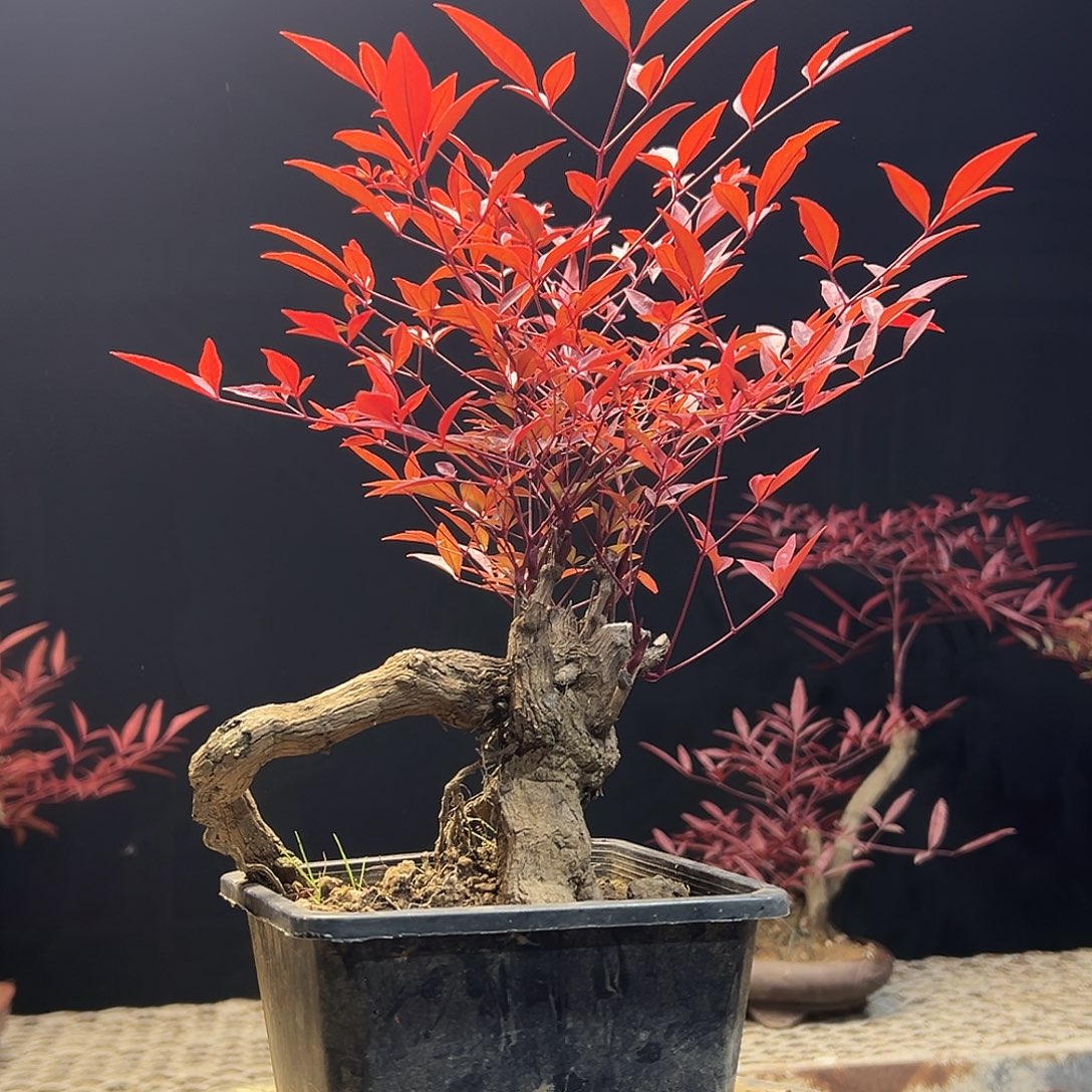 不开花植物000000015