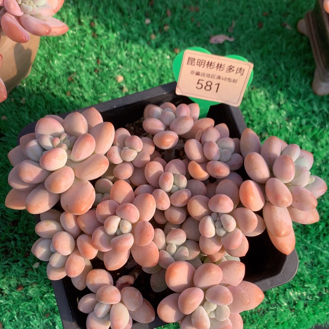 香水洛神平头581